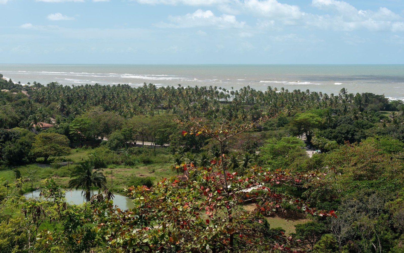 Atlantic Forest canopy in coastal Bahia, light filtering through emergent trees