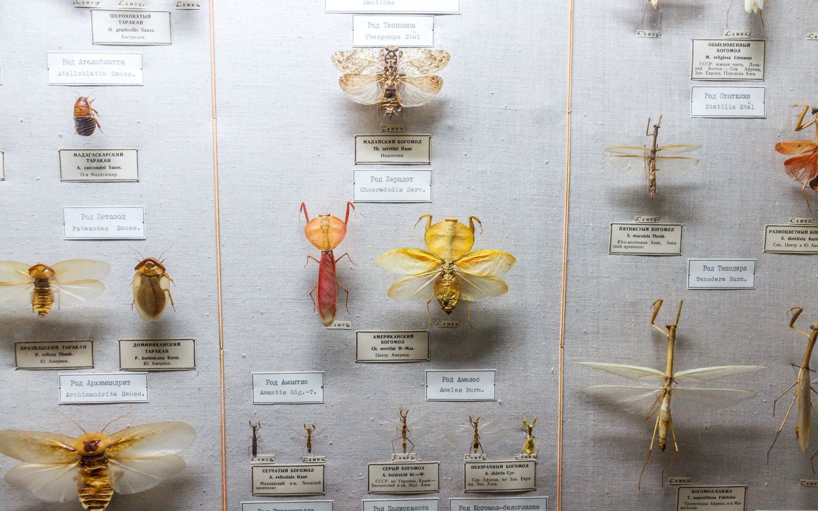Pinned mantis and cockroach specimens with Cyrillic labels displayed in a museum insect collection