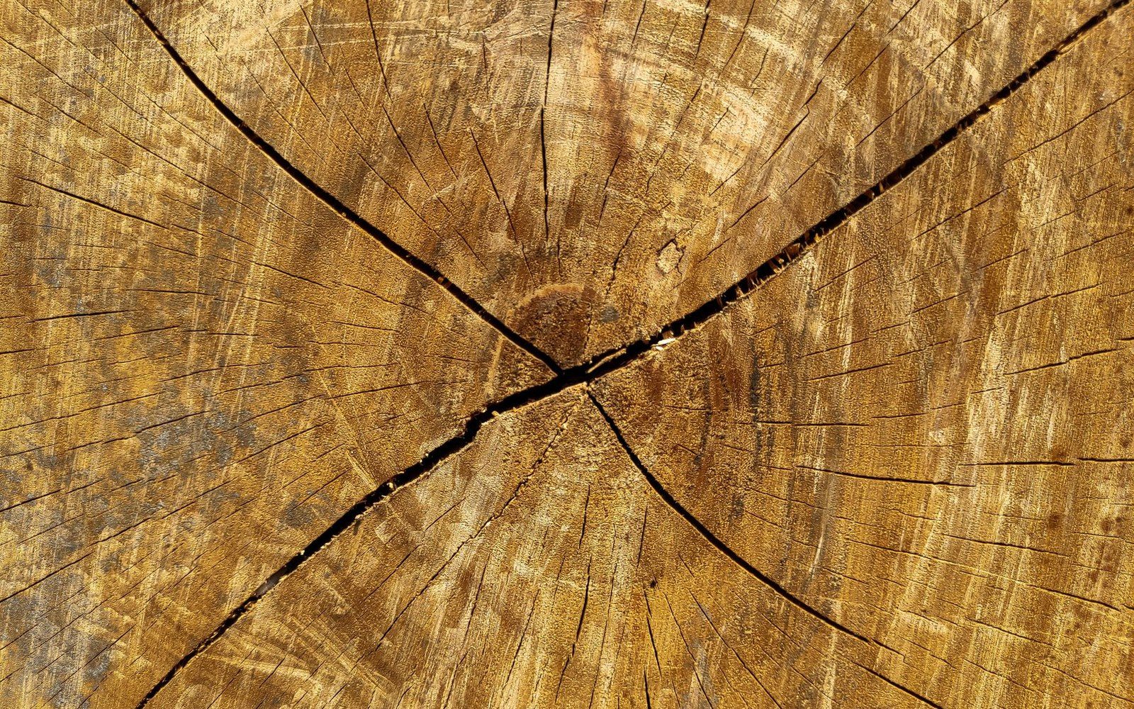 Cross-section of a tree stump showing radiating growth rings and a central crack