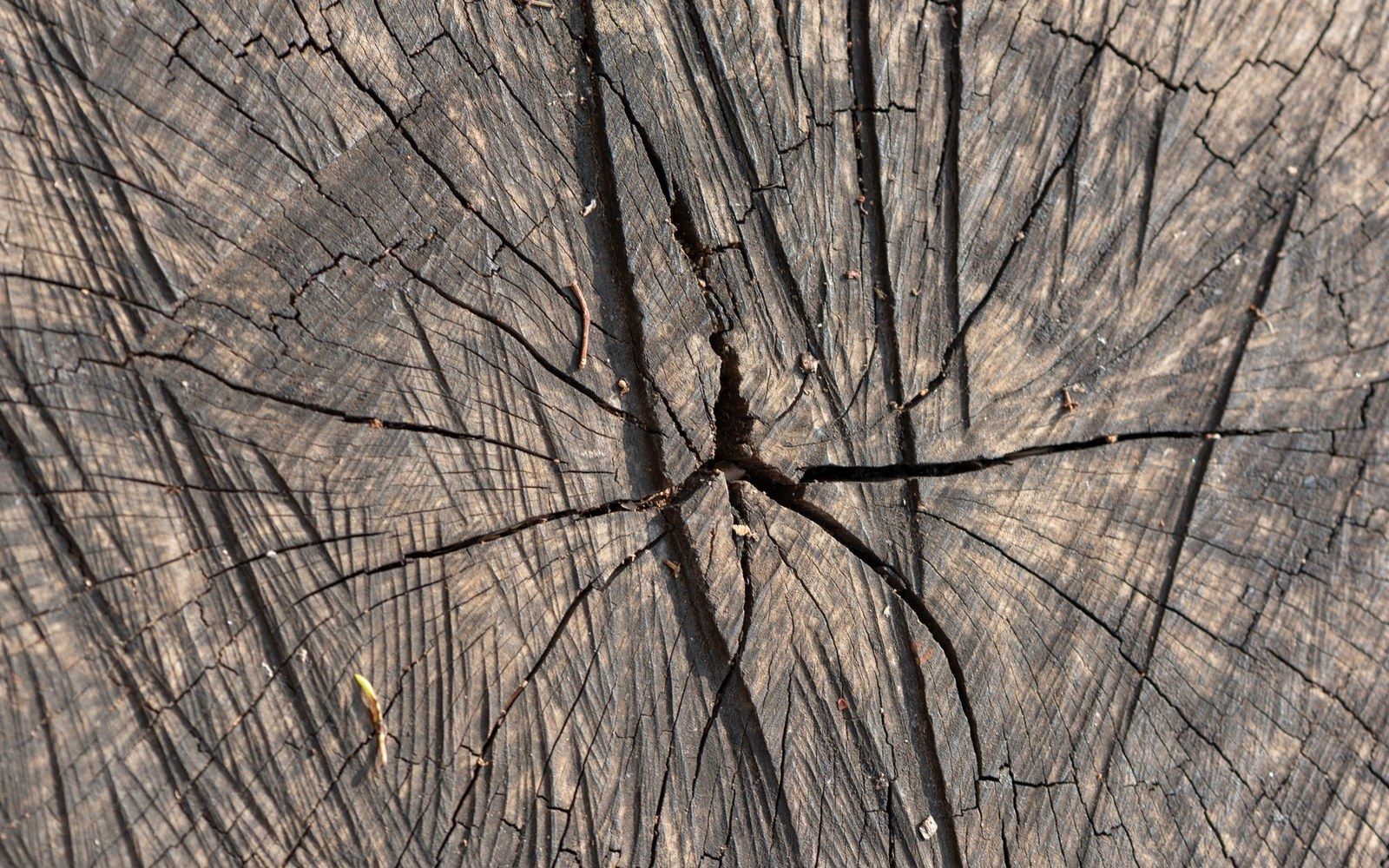 Weathered cross-section of a tree stump showing radial cracks and growth rings