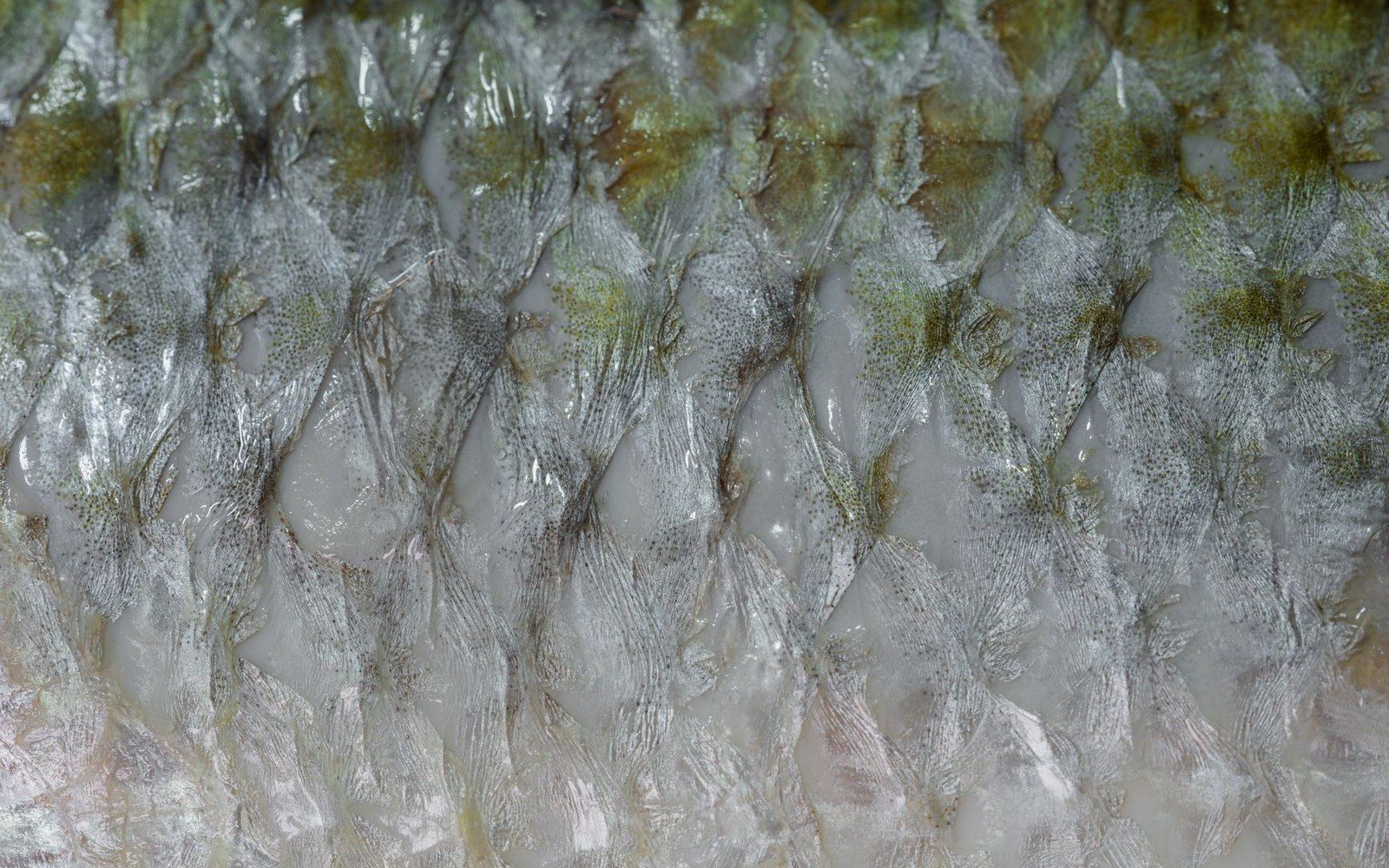 Close-up of overlapping fish scales showing translucent, ridged texture with faint greenish speckling