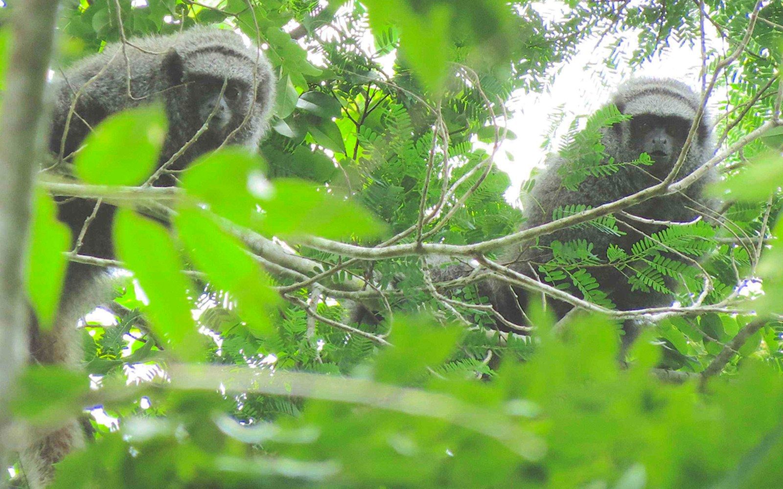 Two titi monkeys peer through dense foliage in the forest canopy