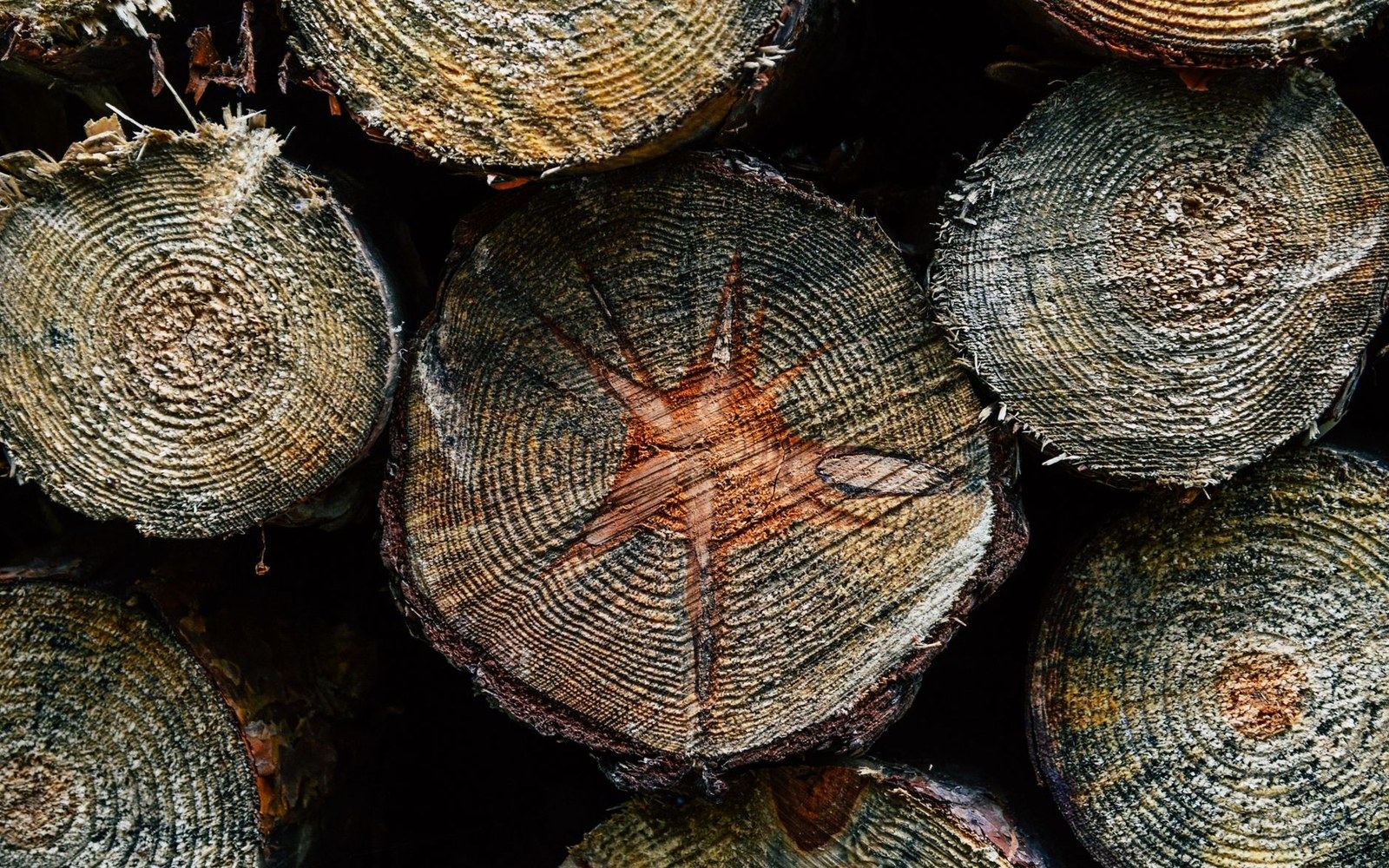 Stacked logs show cut cross-sections with visible growth rings and radial cracking