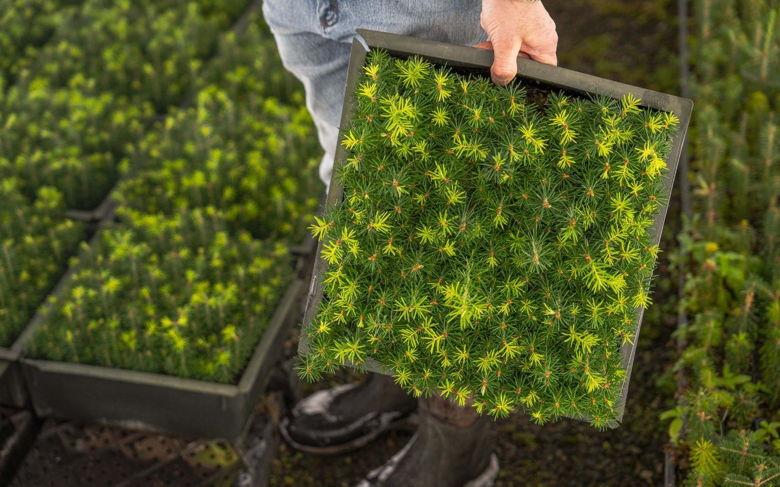 A person carries a tray of young seedlings through rows of nursery plants