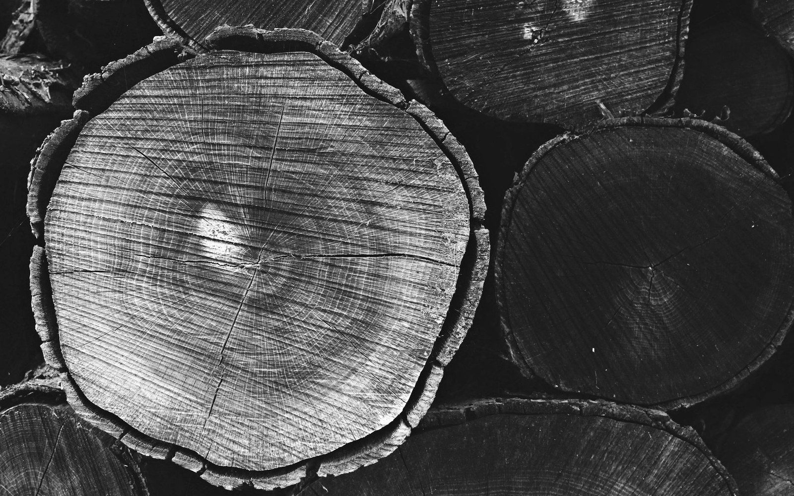 Cross-section end grain of a pernambuco log showing growth rings and deep red heartwood