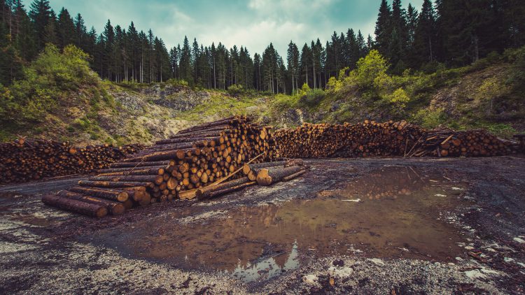 Cutting down the Rainforest, a Step Taking Us towards Danger