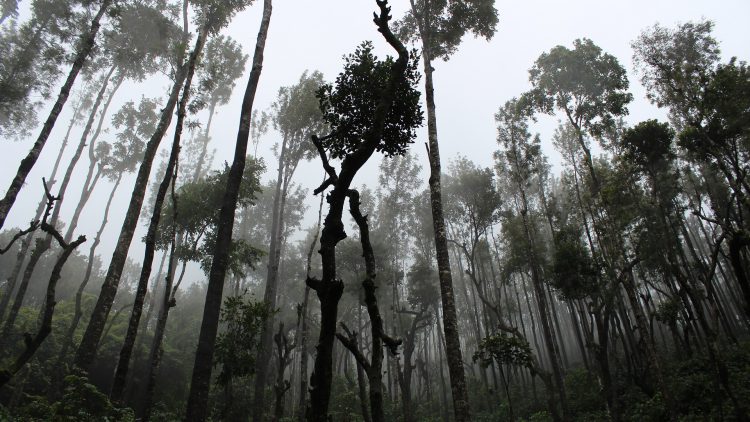 Rainforest and Its Preservance