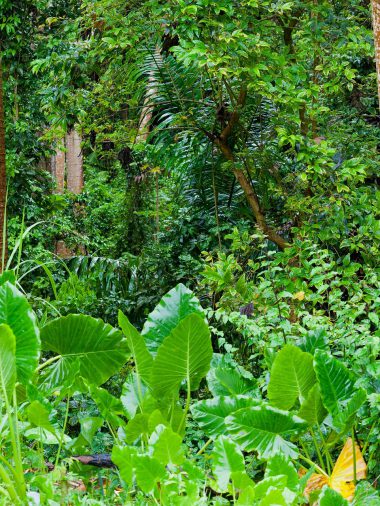 Why are rainforests important?