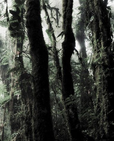 Facts About Rainforests You Probably Did Not Know