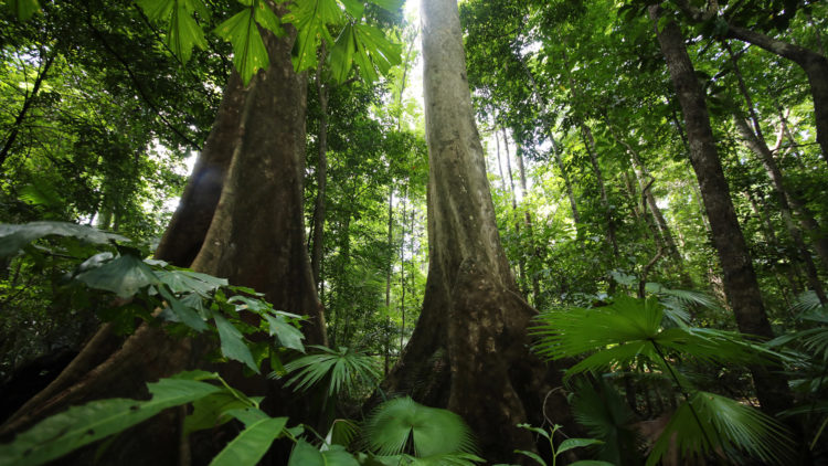 saving rainforest
